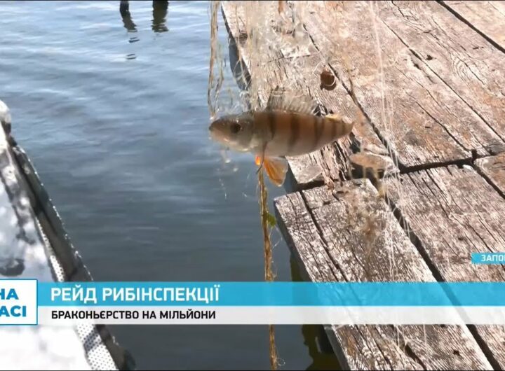 Як запорізьку рибу рятують від браконьєрів