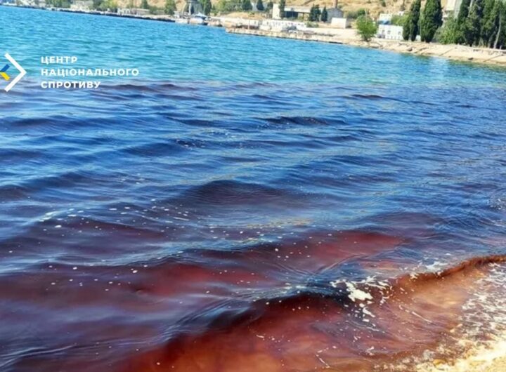 Новини України - У Севастопольській бухті масово гинуть дельфіни через злив нечистот