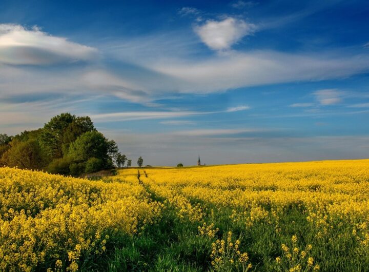 Новини культури - Гороскоп для всіх знаків зодіаку на 12 червня 2025 року