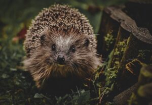 Новини культури - Гороскоп для всіх знаків зодіаку на 3 червня 2025 року