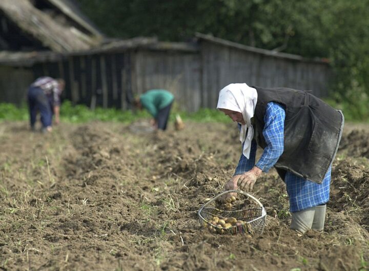 Новини бізнесу - Лукашенко допрацювався до картопляної кризи у Білорусі - ЗМІ