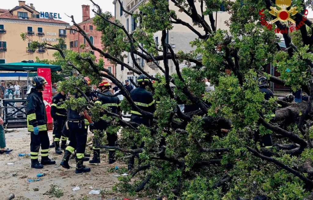Новини світу - У центрі Венеції 50-річне дерево впало на туристів