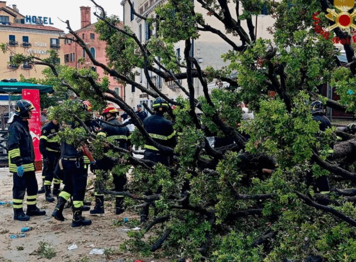 Новини світу - У центрі Венеції 50-річне дерево впало на туристів