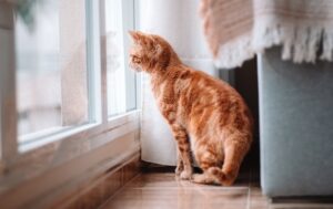 Технології - Вчені виявили ген муркотіння котів