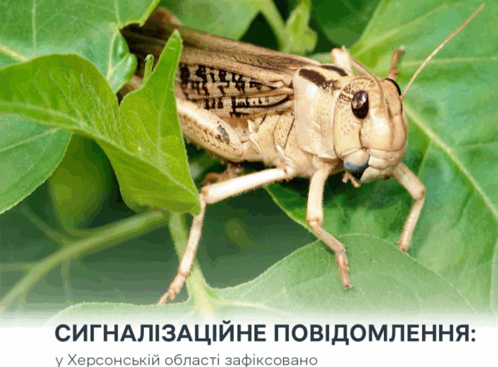 Новини України - Злісні вегетаріанці: на Херсонщині виявили нашестя сарани