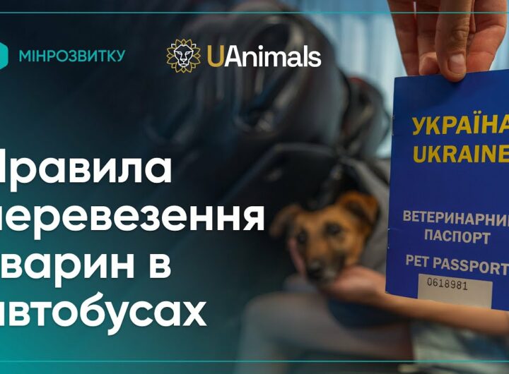 Правила перевезення домашніх тварин в автобусах: пояснює Рижуля