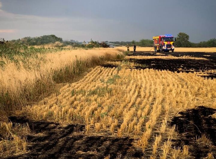 Новини України - На Миколаївщині вигоріло 70 гектарів пшениці