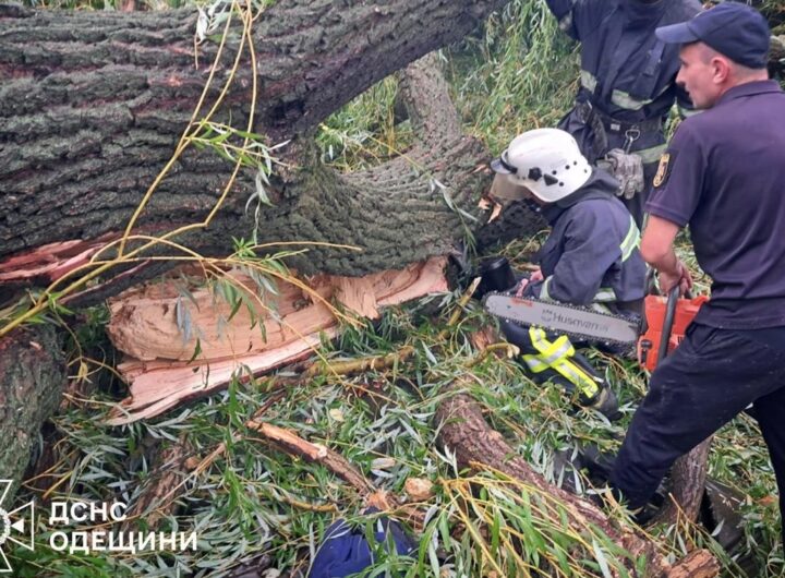 Новини України - На Одещині через падіння дерева загинув підліток