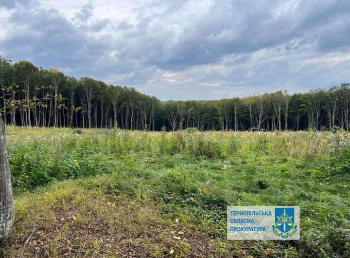 Новини України - Шкода на 57 млн: на Тернопільщині незаконно вирубали понад 6000 дерев