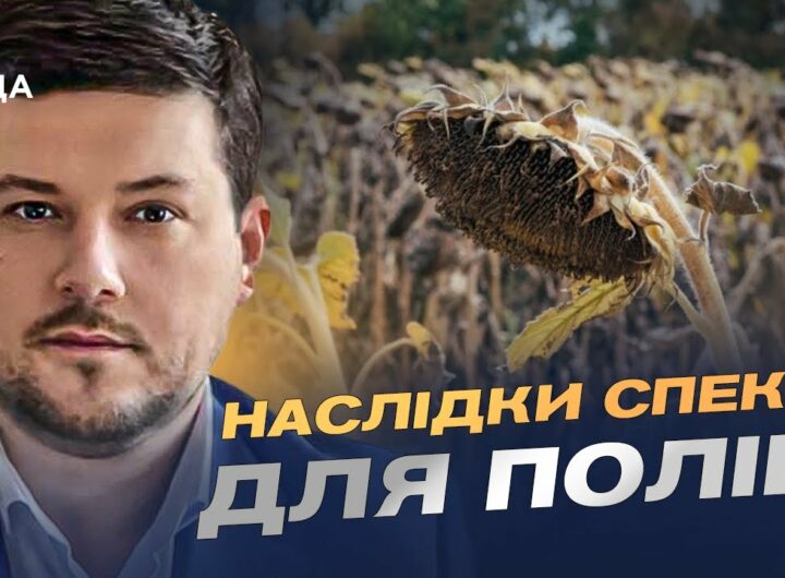 Врожай соняшника 2025: американський прогноз та українські реалії | Денис Марчук