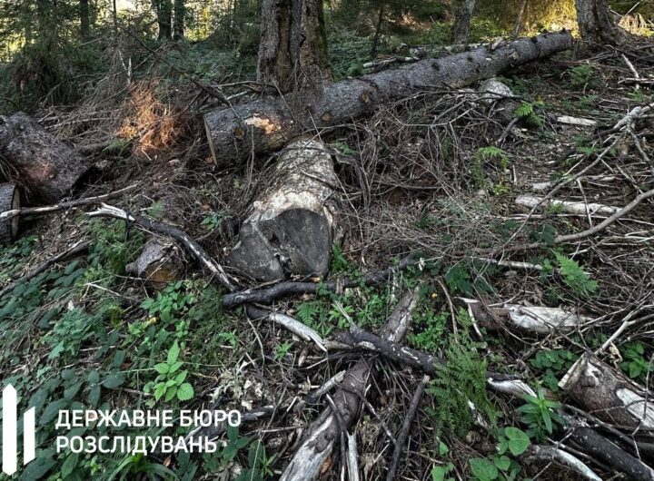 Новини України - Лісничому загрожує до п’яти років за вирубку у заповіднику