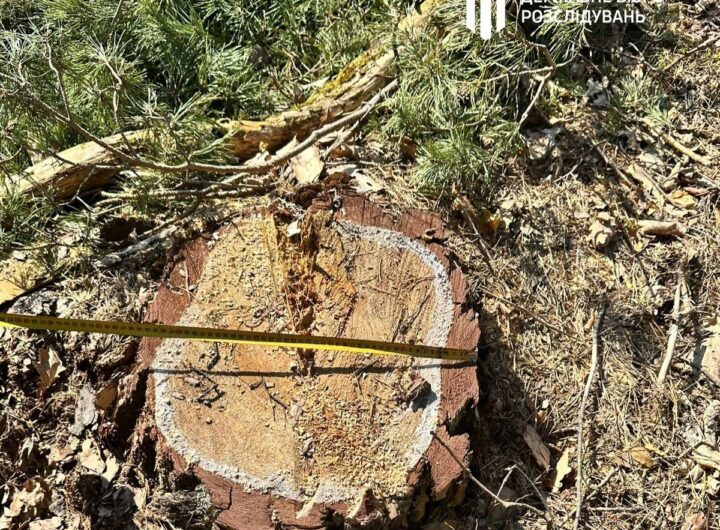 Новини України - На Львівщині колишній лісничий допустив вирубку майже трьох тисяч дерев