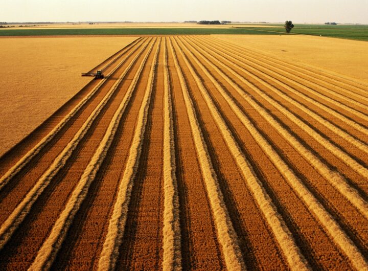 Новини бізнесу - В Україні скоротилося виробництво агропродукції на понад 18%