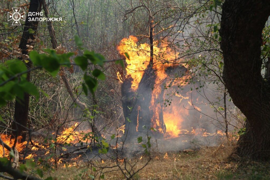Новини України - На Хортиці спалахнула масштабна пожежа