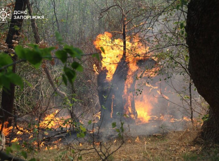 Новини України - На Хортиці спалахнула масштабна пожежа