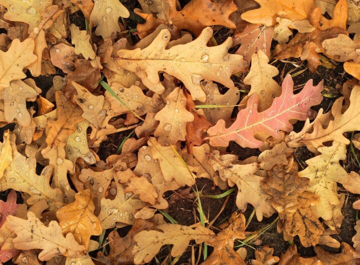 Новини культури - Гороскоп для всіх знаків зодіаку на 24 жовтня 2025 року