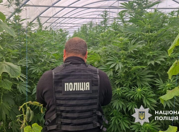 Новини України - На Дніпропетровщині викрили наркоаграріїв