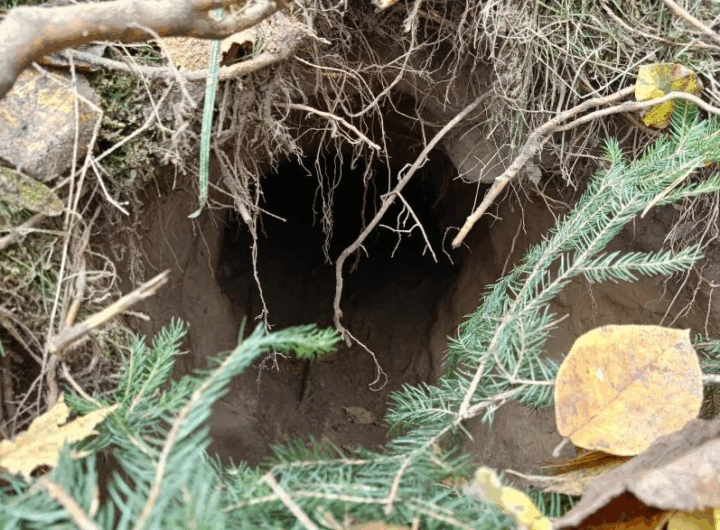 Новини світу - На кордоні між Польщею та Білоруссю виявили тунель