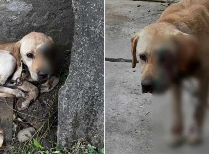 Новини України - На Закарпатті чоловік тягнув собаку, прив'язавши її до мототрактора