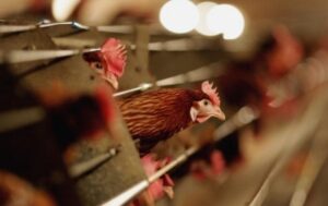 Новини світу - У Європі швидко поширюється пташиний грип