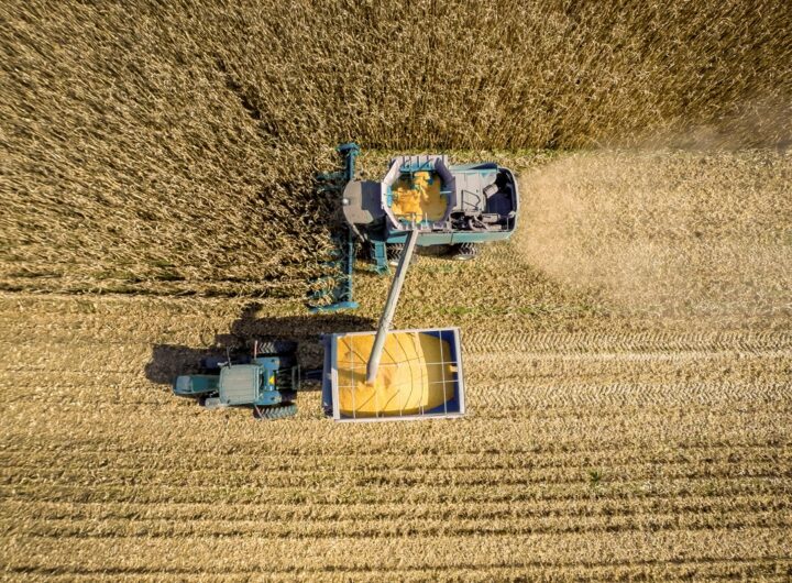 Новини бізнесу - В Україні обмолочено 73% зернових площ