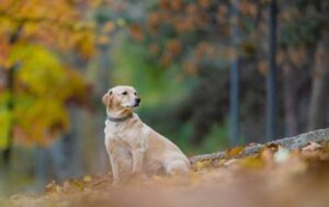 Новини України - Вихідні в Україні будуть сухими та теплими