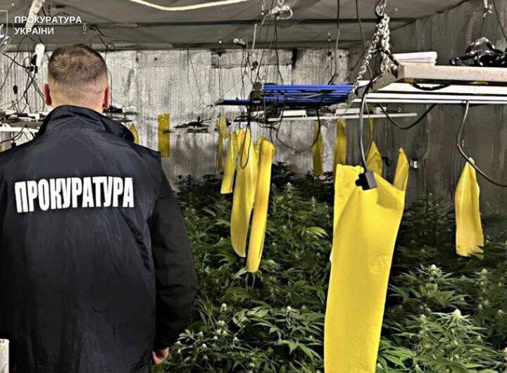 Новини України - Вирощування коноплі у підвалі будинку: викрито групу наркоділків