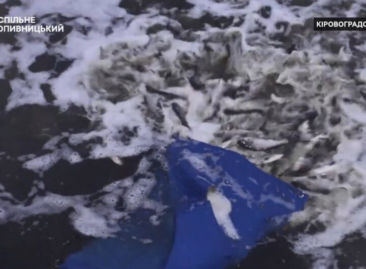 Понад дві тонни товстолоба й коропа оселилися в річці Сугоклія на Кіровоградщині