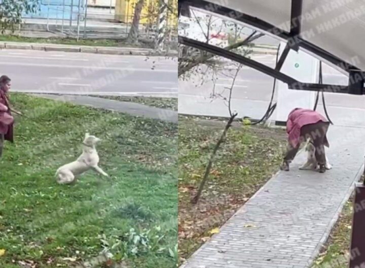 Новини України - Била та кидала об землю: у Миколаєві жінка знущалася з собаки