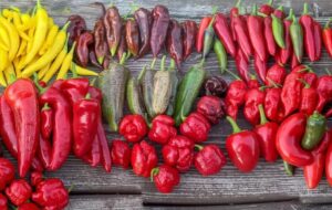 Новини України - Чарівний світ перцю: історія, користь і найгостріші різновиди