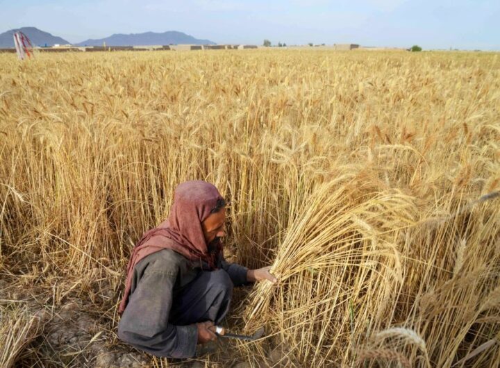 Новини світу - До Росії завозитимуть трудових мігрантів з Афганістану