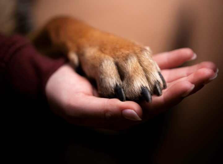 Новини світу - Джакарта заборонить продаж і споживання м’яса собак та котів