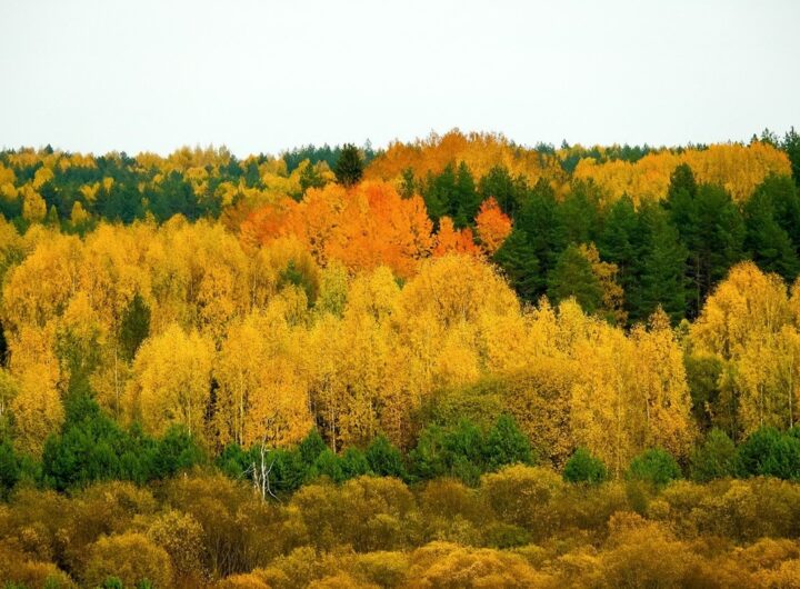Новини культури - Гороскоп для всіх знаків зодіаку на 14 листопада 2025 року