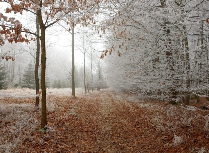 Новини культури - Гороскоп для всіх знаків зодіаку на 19 листопада 2025 року