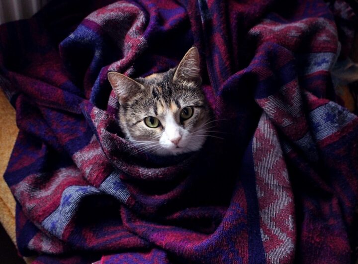 Новини культури - Гороскоп для всіх знаків зодіаку на 27 листопада 2025