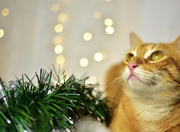 Новини культури - Гороскоп для всіх знаків зодіаку на 28 листопада 2025