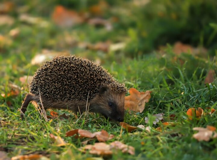 Новини культури - Гороскоп для всіх знаків зодіаку на 4 листопада 2025 року