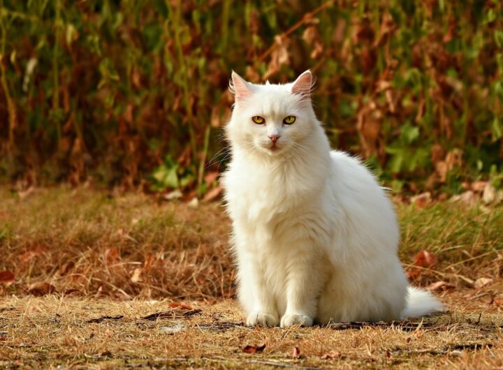 Новини культури - Гороскоп для всіх знаків зодіаку на 5 листопада 2025 року