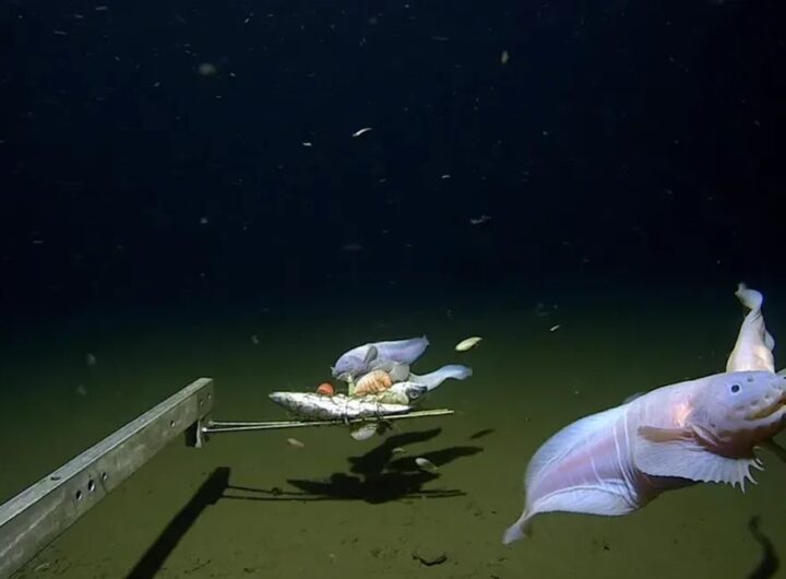 Технології - На глибині 8,3 км: вчені зафіксували найглибшого мешканця океану