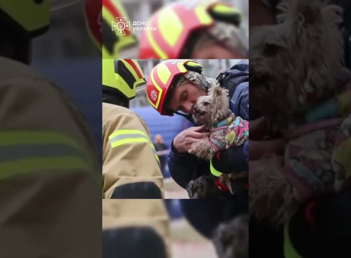 Рятувальники дістали з-під завалів 9-поверхівки у Дніпрі маленьку йоркшир тер'єр Мішель