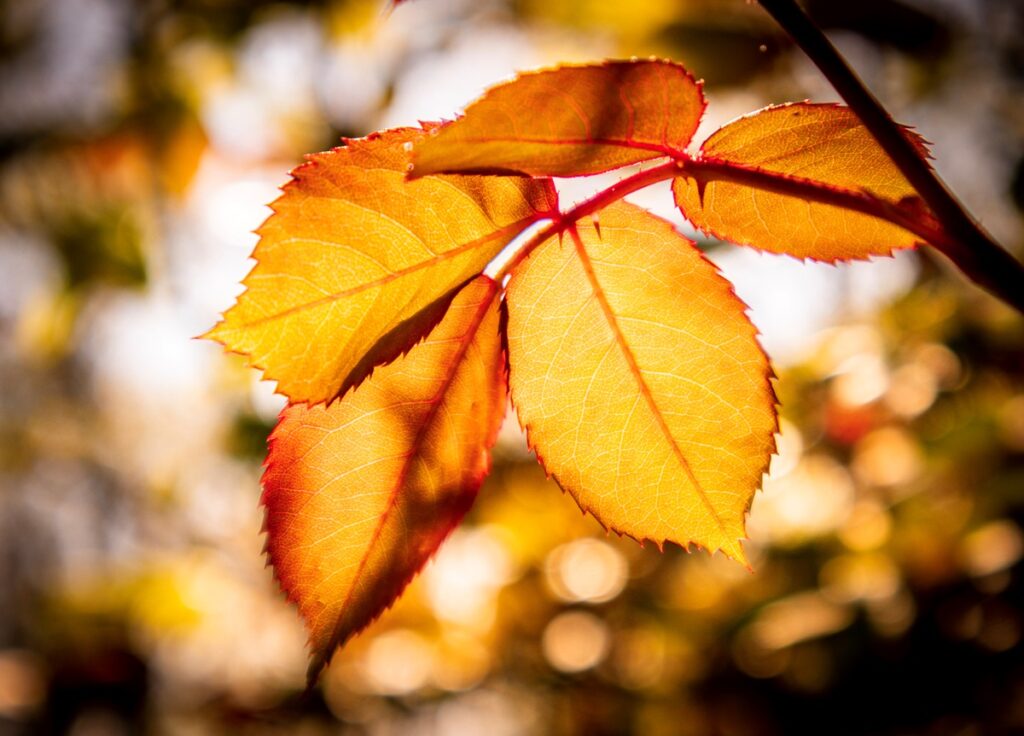 Новини України - Сухо та тепло: прогноз погоди на початок тижня