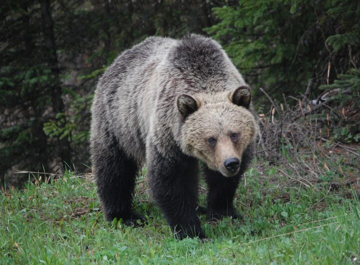 Новини світу - У Канаді ведмідь грізлі напав на школярів і вчителів: 11 постраждалих