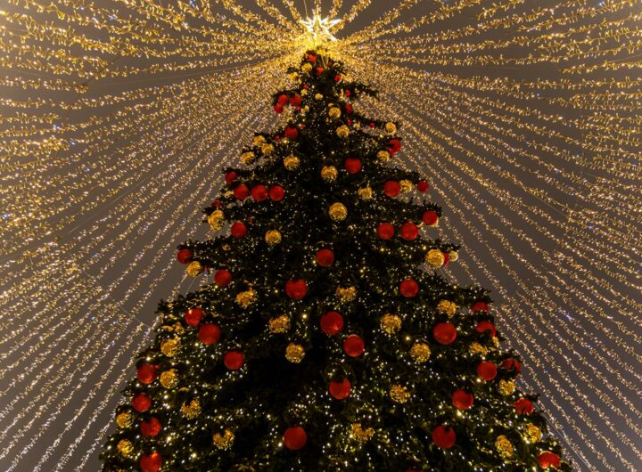 Новини Києва - У Києві почали встановлювати головну ялинку країни