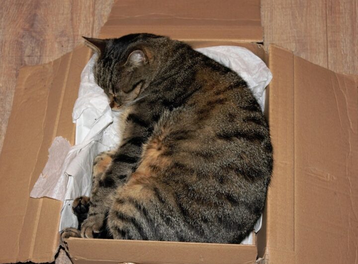 Новини світу - У Німеччині жінка відправила кішку поштою