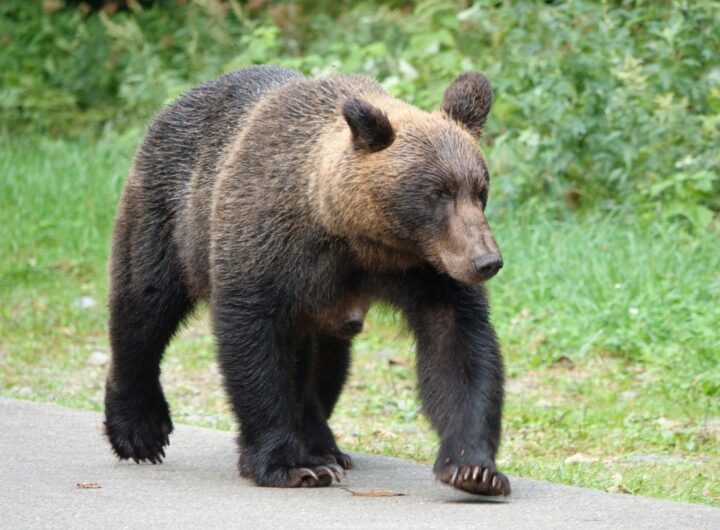 Новини світу - Японія залучила армію для боротьби з ведмедями