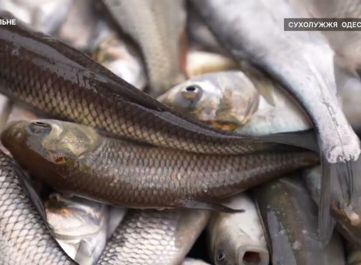 Короп, товстолоб та білий амур – на Одещині зарибили Дністровський лиман