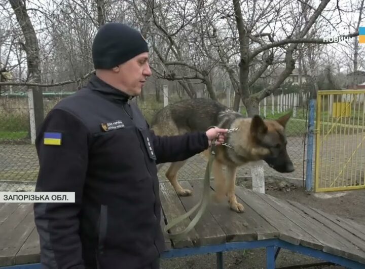 Нові чотирилапі герої: робота службових собак під час ліквідації наслідків атак