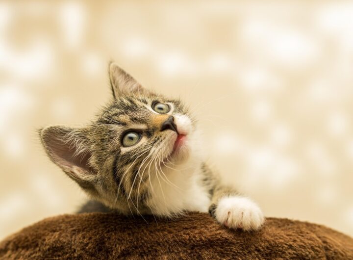 Новини культури - Гороскоп для всіх знаків зодіаку на 18 грудня 2025 року