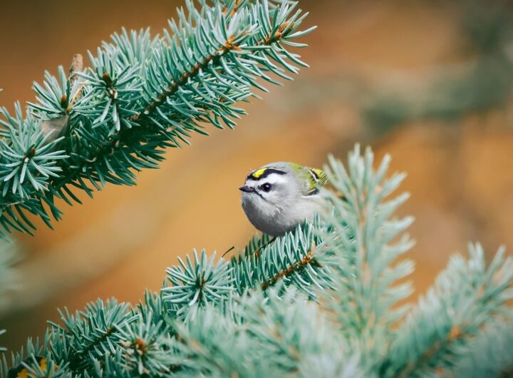 Новини культури - Гороскоп для всіх знаків зодіаку на 4 грудня 2025 року