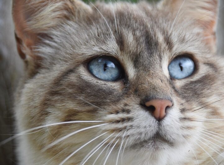 Новини культури - Гороскоп для всіх знаків зодіаку на перші вихідні грудня 2025 року